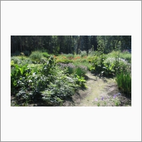 The photo belongs to the Central Siberian Botanical Garden of the Siberian Branch of the RAS. Foto J.A. Pshenichkina