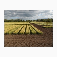 Опытное поле Института