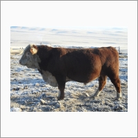 Бычок типа Андриановский мясной герефордской породы селекции ФГБНУ «НИИАП Хакасии»