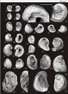 Ископаемые устрицы